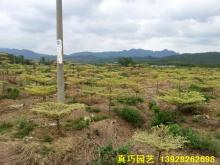 锦叶榄仁