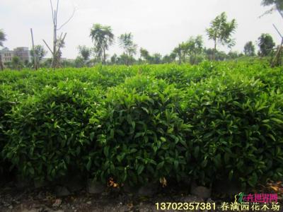 非洲茉莉