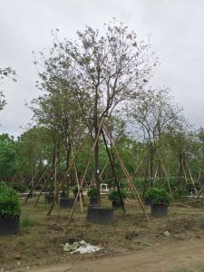 黄花风铃木（多花）