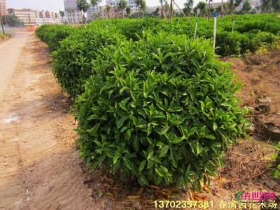 非洲茉莉
