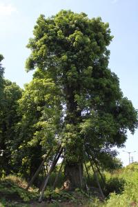 秋枫
