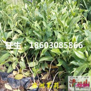 非洲茉莉