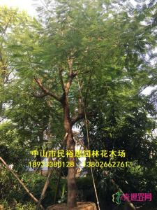 红花楹