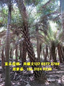 弯杆中东海枣