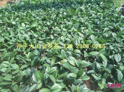 金花茶苗