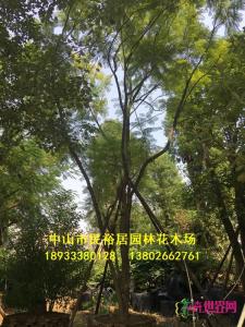 丛生蓝花楹