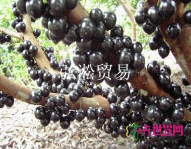 嘉宝果