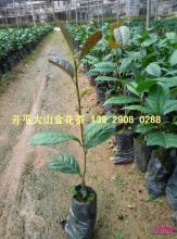金花茶苗