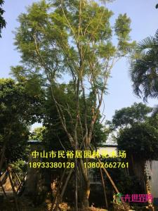 丛生蓝花楹
