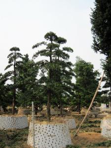 罗汉松