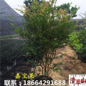 嘉宝果