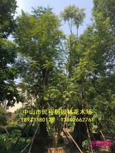 丛生蓝花楹