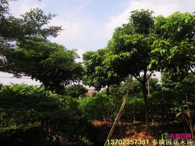秋枫