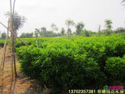 非洲茉莉