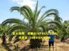 加拿利海枣